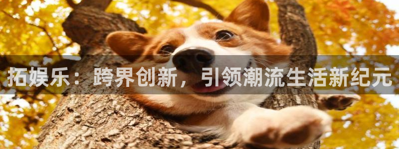 赢咖8